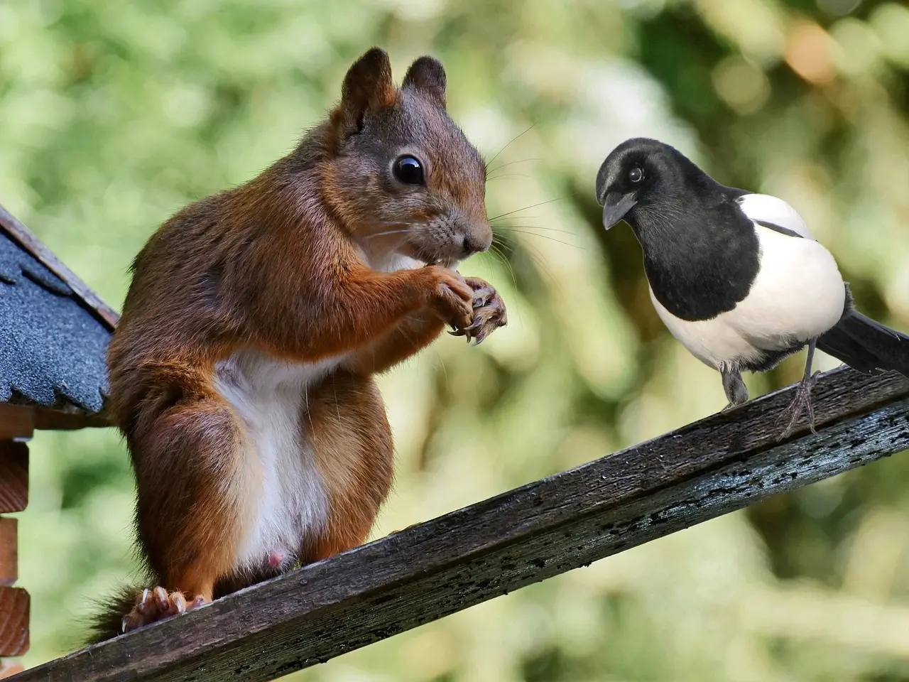 Den ultimative guide til knivslibere til køkkenet