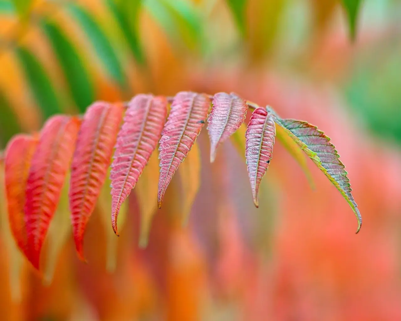 Hvilken eddike til tøjvask? Den ultimative guide til valg, dosering og strålende resultater